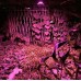 Светодиодный led фитопрожектор, светильник полного спектра 30вт